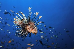Подводный мир рыбки