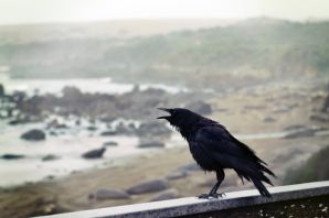Черные птицы на черном море