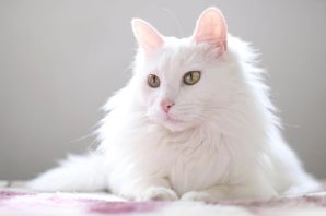 Турецкая ангора кот белый
