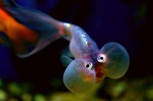 Жемчужинка аквариумная рыбка