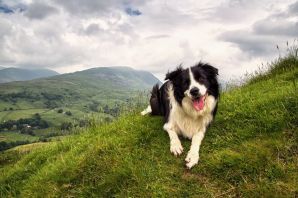 Альпийская пастушья собака