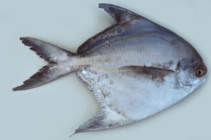Рыба масляная клыкач