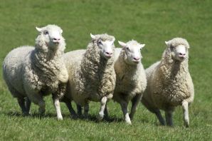 Ромни марш овцы