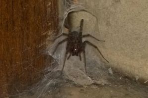 Огромные пауки дома