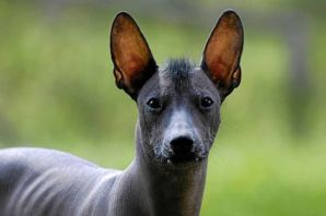 Африканская лысая собака