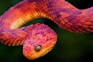 Самые необычные змеи