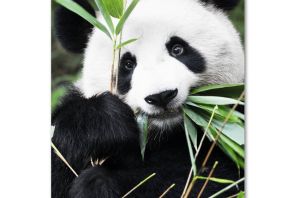 Древесная панда