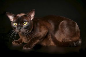 Шотландская шоколадная кошка