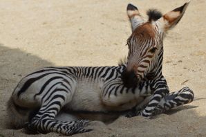 Бритая зебра