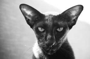 Гладкошерстный кот с большими ушами