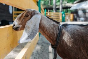 Порода коз с длинными висячими ушами
