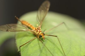 Обычный комар