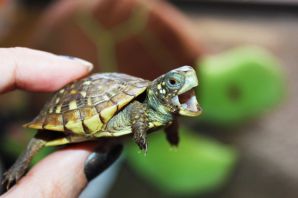 Черепаха домашняя красноухая