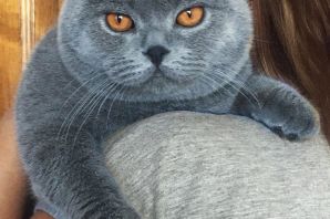 Голубой шотландский вислоухий кот