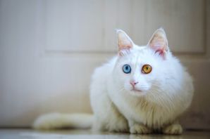 Турецкая ангора кошка с разными глазами