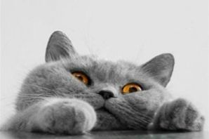 Милый серый котик