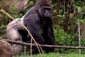 Шимпанзе в вольере