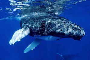 Самый маленький кит в мире