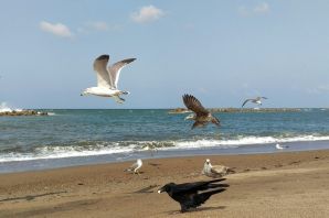 Птицы морского побережья