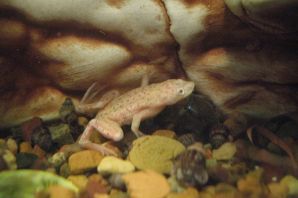 Лягушка карликовая аквариумная гименохирус