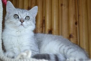 Шотландская кошка прямоухая серебристая шиншилла