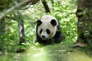 Панда в бамбуковом лесу