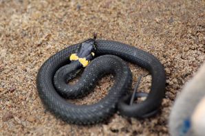 Змея черная с оранжевыми пятнами