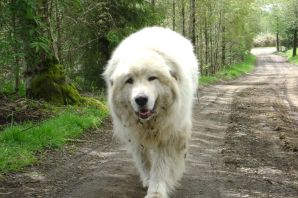 Большая пиренейская собака
