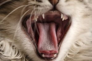 Котик с высунутым языком