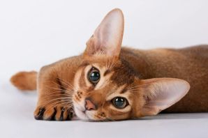 Кошка с длинными ушами порода
