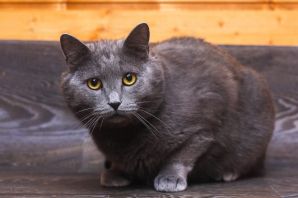 Метис британской кошки