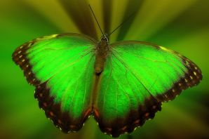 Бабочка парусник палинур