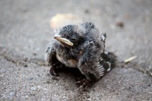 Птенцы ласточки новорожденные