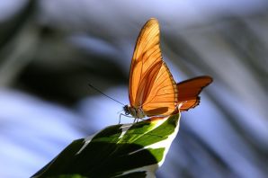Бабочка с раскрытыми крыльями