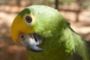 Попугай зеленого цвета