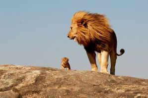 Мир животных львы