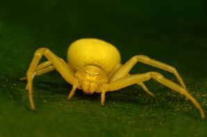 Ядовитый паук желтый сак