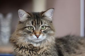 Сибирская кошка серебристая