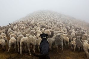 Самые крупные овцы