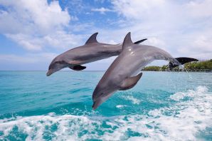 Дельфины на мальдивах