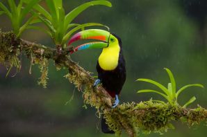Птицы тропических лесов