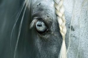 Сорочий глаз у лошади