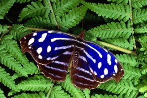 Синий махаон бабочка