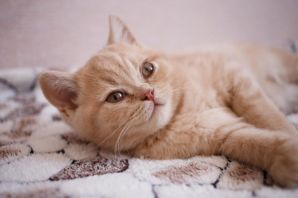 Персиковый британский кот
