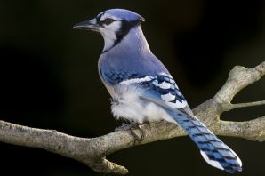 Птица с синим хвостом