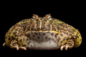 Королевская жаба