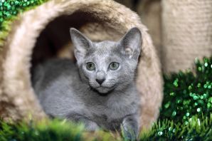 Русская голубая кошка котята