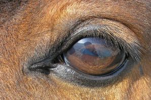 Зрачок глаза лошади