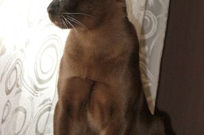 Бурманская кошка соболиного окраса