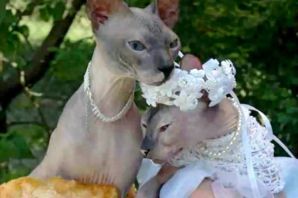 Свадьба кошек